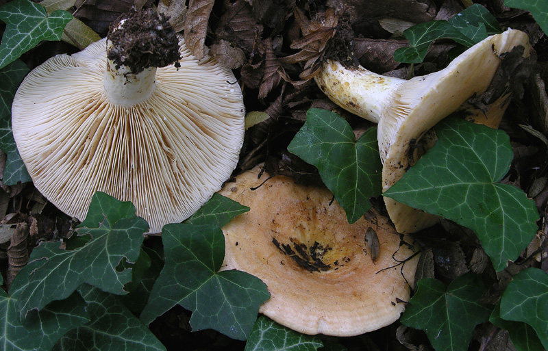 4 Lactarius sp.